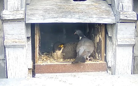 Trail Cam Footage Shows World’s Dumbest Pigeon Walking Into Falcon’s Nest
