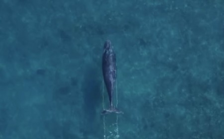 Whales Are Dragging Fishing Line Across the Pacific, and Your Photos Can Help Save Them