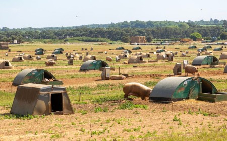 This British farm is running AI on pig muck — and it could lead to a major windfall for farmers energy income, earning ten times more than the grid
