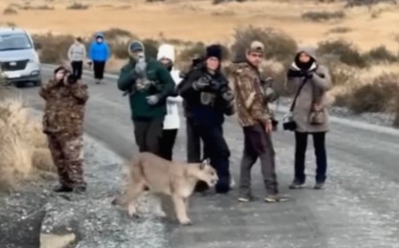 Are These Photographers Too Close to This Wild Puma?