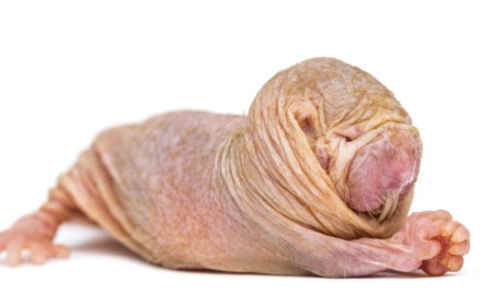 Naked mole-rat queens use a chemical signal to suppress fertility in rivals