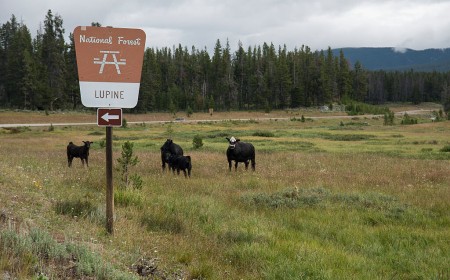 Overhaul of public lands grazing regulations seeks to cut public involvement