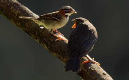 Fragments from Ecuador: Photographing the Shiny Cowbird