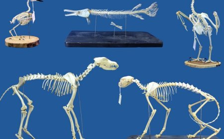Superworms could replace beetles for cleaning skeletal remains