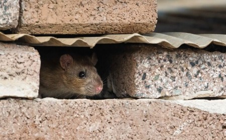 It's an AI web, and we're just rats in the walls