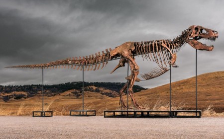 Sotheby's big T. rex auction raises concerns hype and wealth are upending science