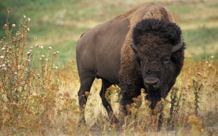 Yellowstone Bison Flips Tourist 8 Feet as Photographer Captures the Whole Thing