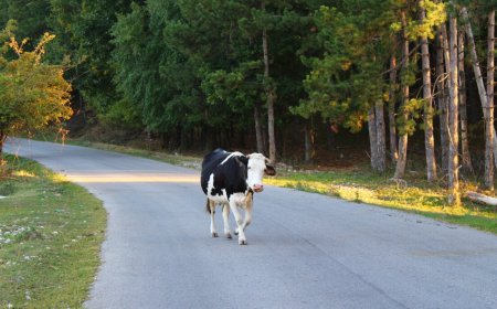 Claude Sonnet 5.0 heads straight down the middle of the road to dodge controversy