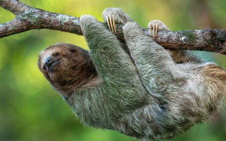 Slothful summer app lets you scroll simply by tilting your head