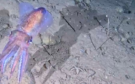 Rare Arctic Bobtail Squid Filmed in Its Natural Habitat for the First Time