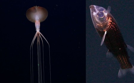 Scientists Travel to Unexplored Area of Atlantic Ocean and Photograph Bizarre Deep-Sea Creatures