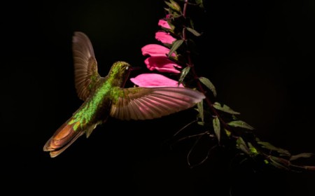 Three Challenges Photographing in the Tropics and How to Deal with Them