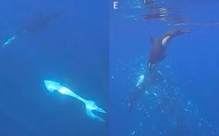 Insane Video Shows Killer Whale Ramming a Sunfish to Smithereens