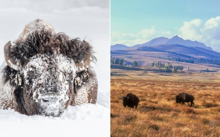 Tom Murphy Has Photographed Yellowstone’s Bison for Over 40 Years