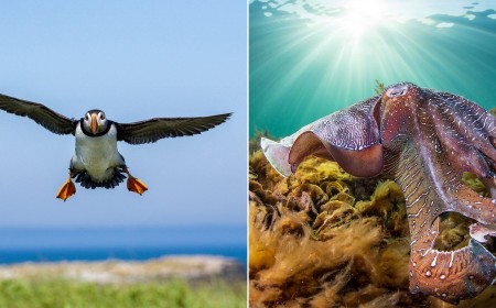 2026 Ocean Conservancy Photo Contest Winners Celebrate Incredible Marine Animals