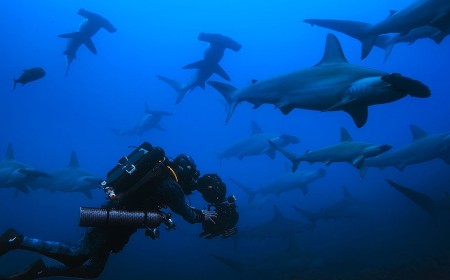 How Underwater Filmmaking Can Help Save Hammerhead Sharks Before It’s Too Late