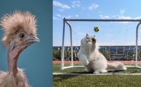 10 Outstanding Images From the International Pet Photography Awards