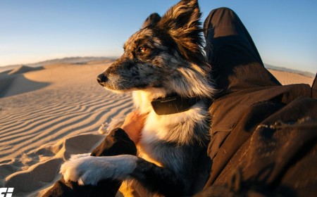 Fi Releases the First Pet Collar to Use Starlink to Track Pets Anywhere They Go