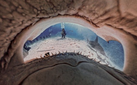 How Photographers Are Using Insta360 Cameras to Protect Sharks