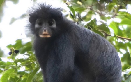 Scientists Capture First Images of Mysterious New Monkey Species with Striking Orange Lips
