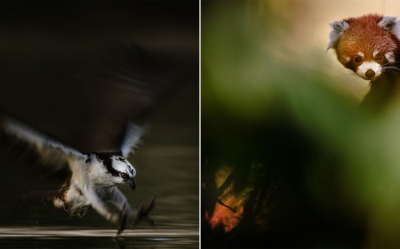 How Photographer Kristi Odom Connects to Wildlife Through Her Camera