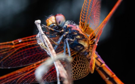Dragonflies maneuver like fighter pilots
