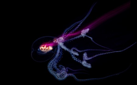 Meet the Incredible 14-Year-Old Underwater Photographer Who Won Hasselblad Masters
