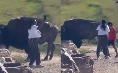 Tourist Filmed Taking Selfies Inches From Enormous Wild Bison