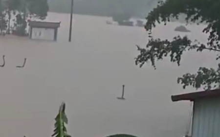 Apocalyptic Videos Show Snakes Roaming in Floodwaters in China