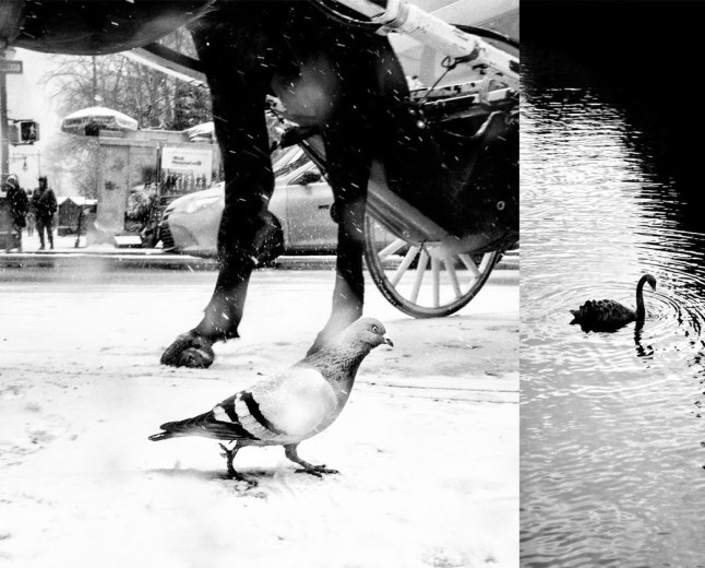 ‘Street Safari’ by Alan Schaller Finds Humanity in Animals