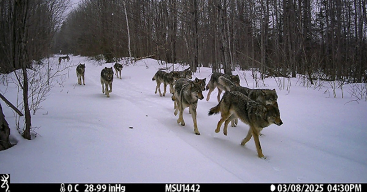 Remote Cameras Help Researchers Estimate Michigan’s Wolf Population for First Time Ever
