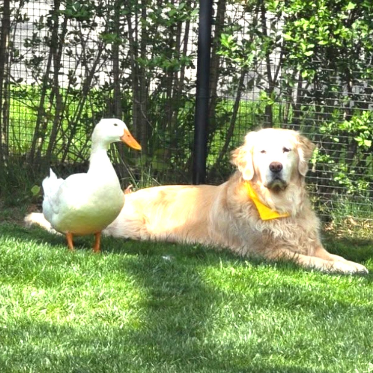The Story Behind This Dog and Duck’s Bond Is Surprisingly Sweet