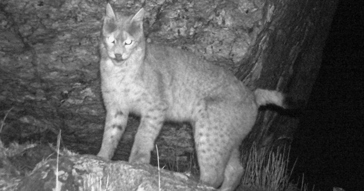 Trail Camera Captures Striking Image of Rare Eurasian Lynx in the Himalayas