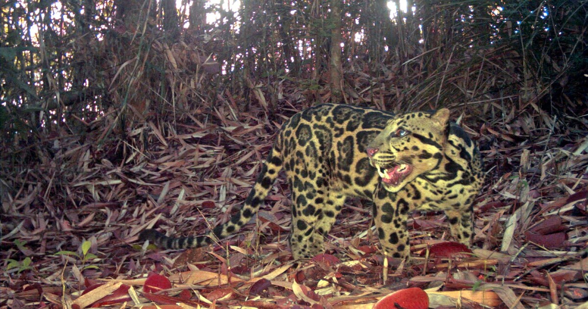 Camera Traps Reveal Secret Life of World’s Oldest Sunda Clouded Leopard