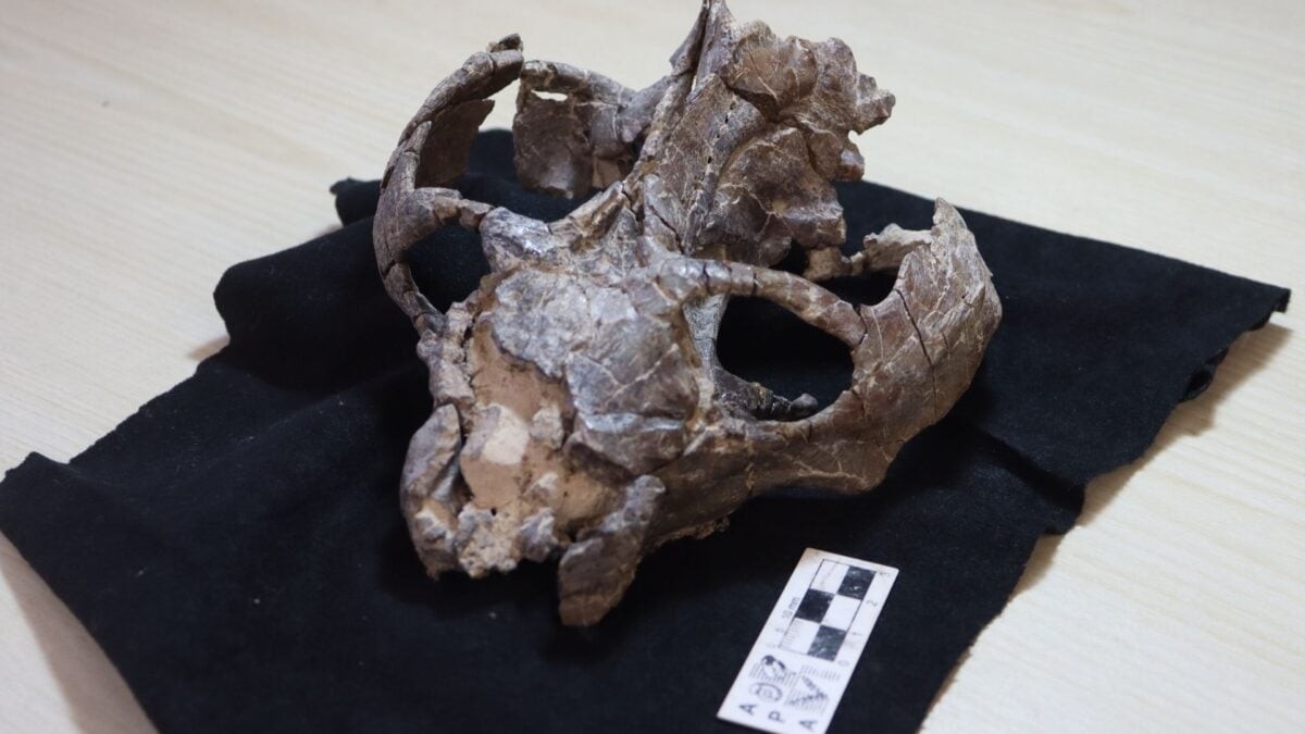 This 236-Million-Year-Old Fossil Just Rewrote the Story of Live Birth