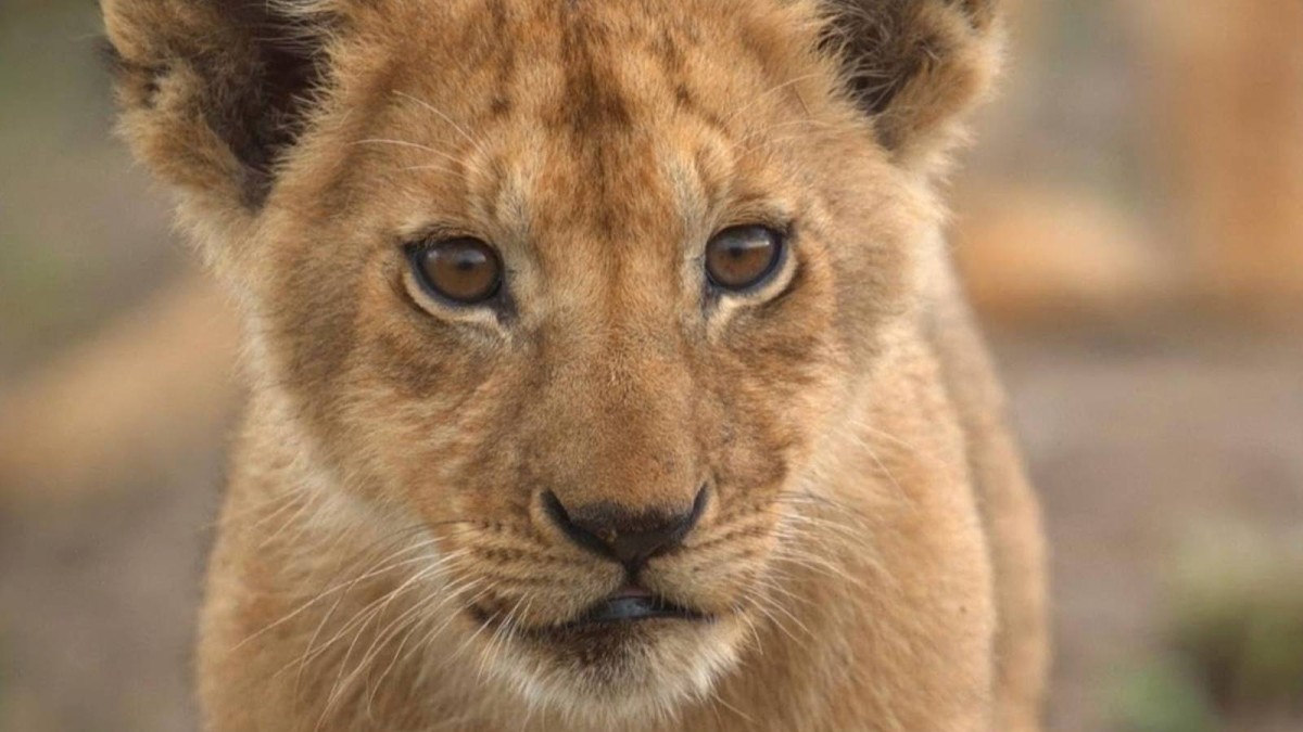 Disney's New Lion King Companion Series Is #1 After Just Two Days On Streaming