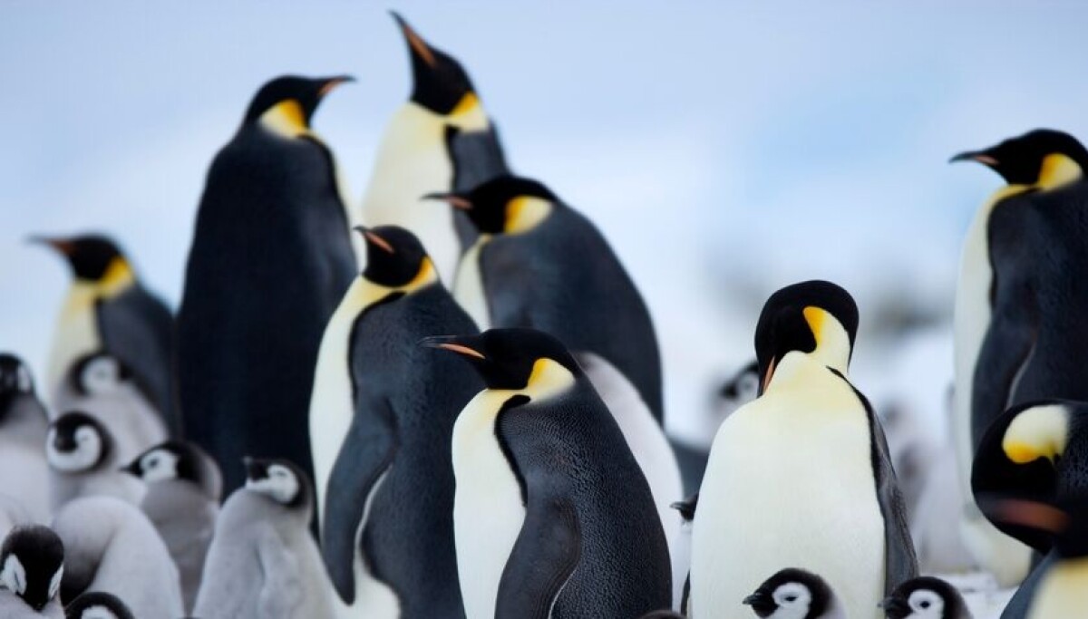 Emperor Penguin Linus Torvalds banishes a bug – with a bot