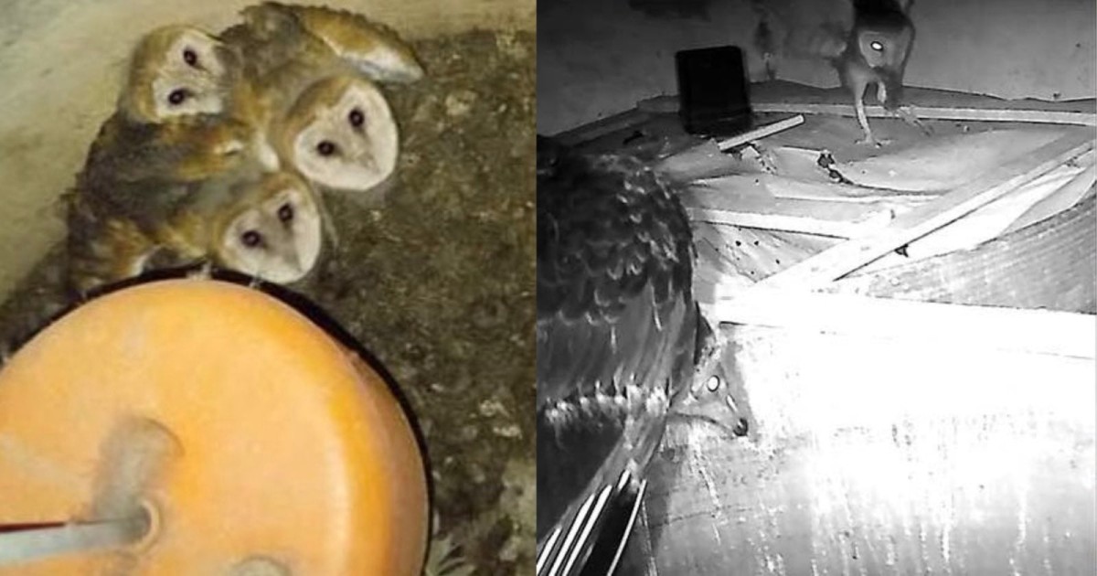 Researchers Leave Trail Camera in Abandoned House, Capture Rare Interactions Between Birds of Prey