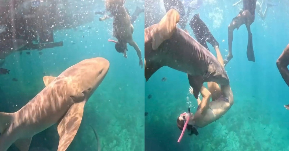 Influencers Trying to Get Photos With Sharks Keep Getting Bitten