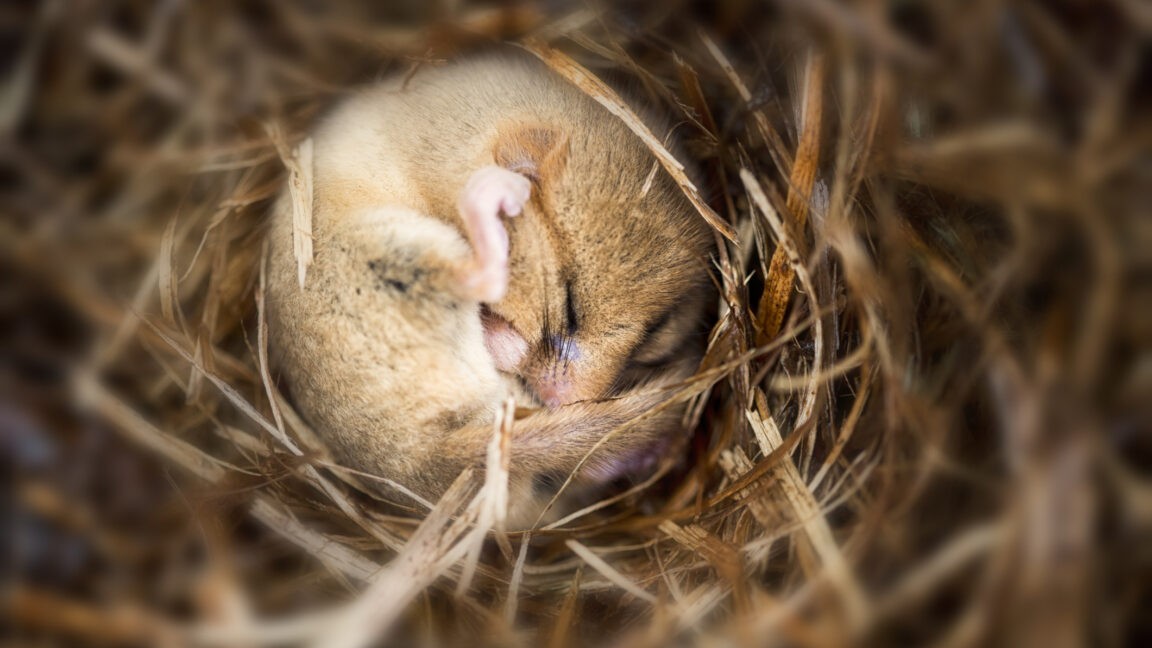 Putting mice into hibernation causes a major loss of synapses