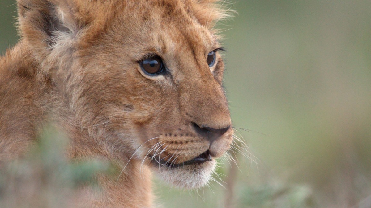 Filmmakers Spent Four Years Following a Lion On His Journey to Become King