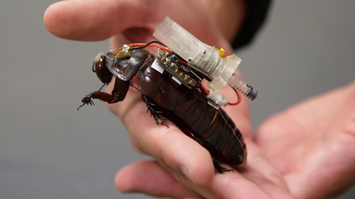 These cyborg cockroaches could be a lifesaver for people trapped in the rubble following natural disasters