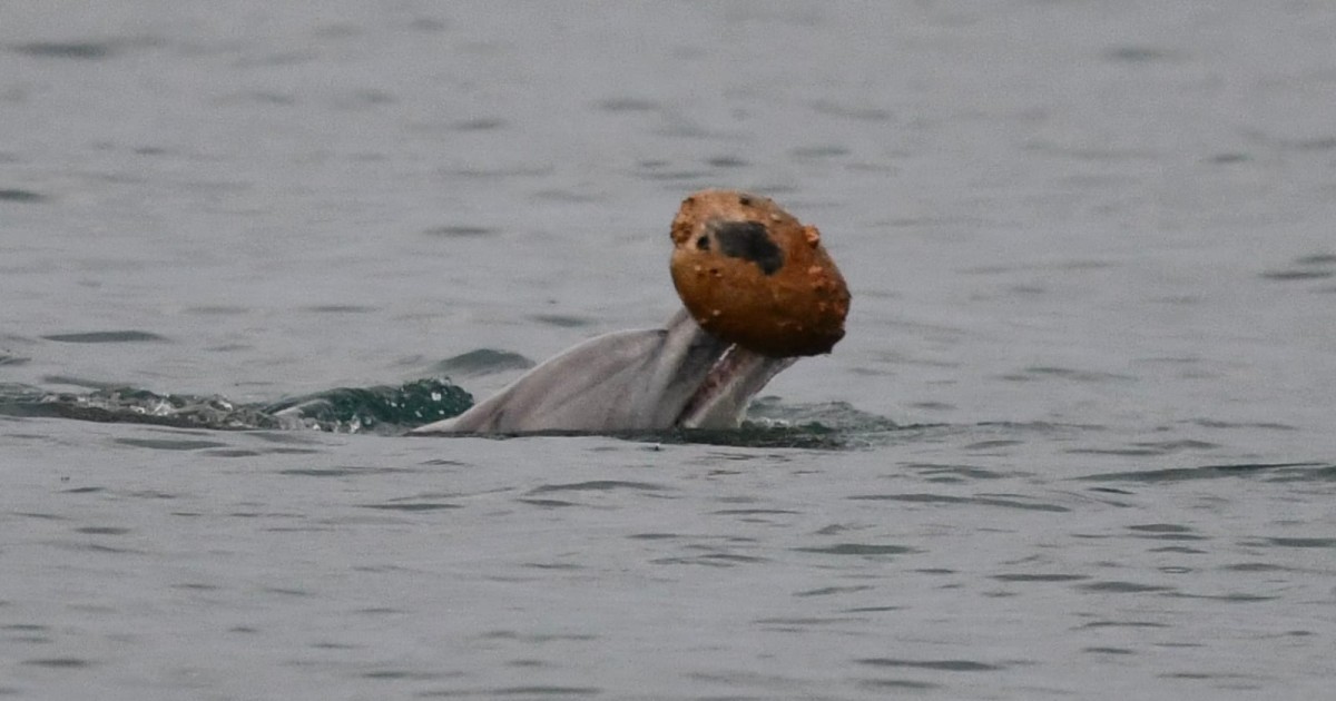 Scientists Capture World-First Footage of Dolphins Using Seashells to Catch Fish