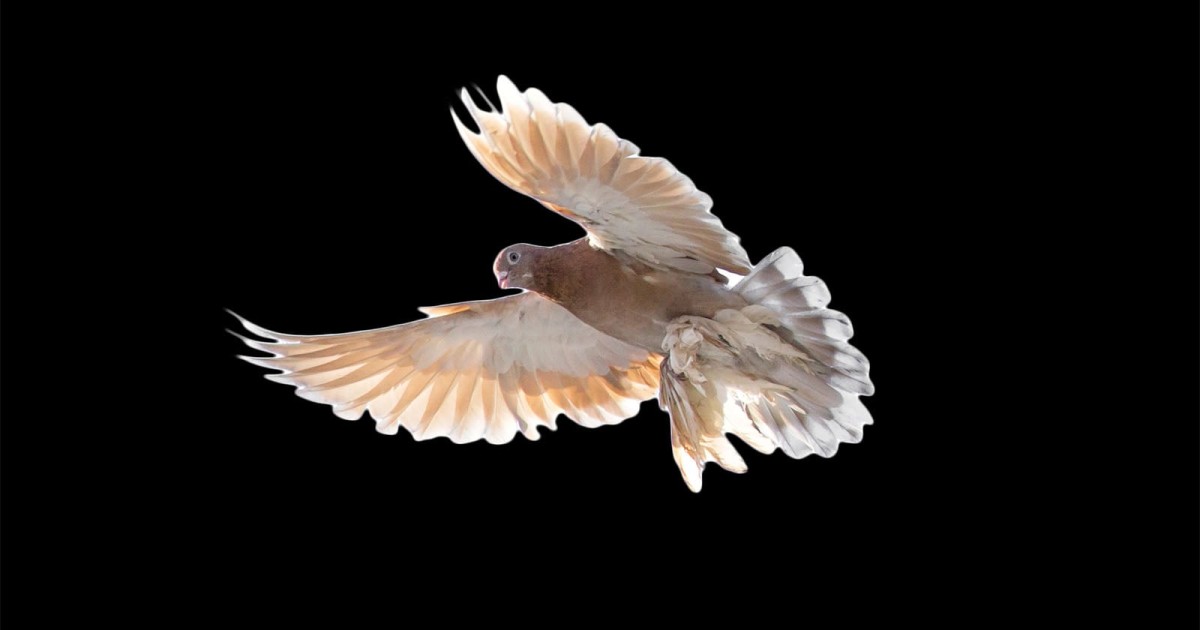 This Dumb but Fun App Sends Photos to Your Friends at the Speed of Bird