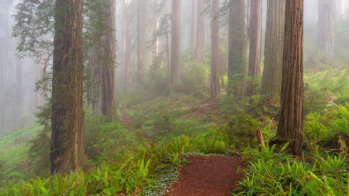 Demystifying fog: a photographer’s guide to shooting in the mist
