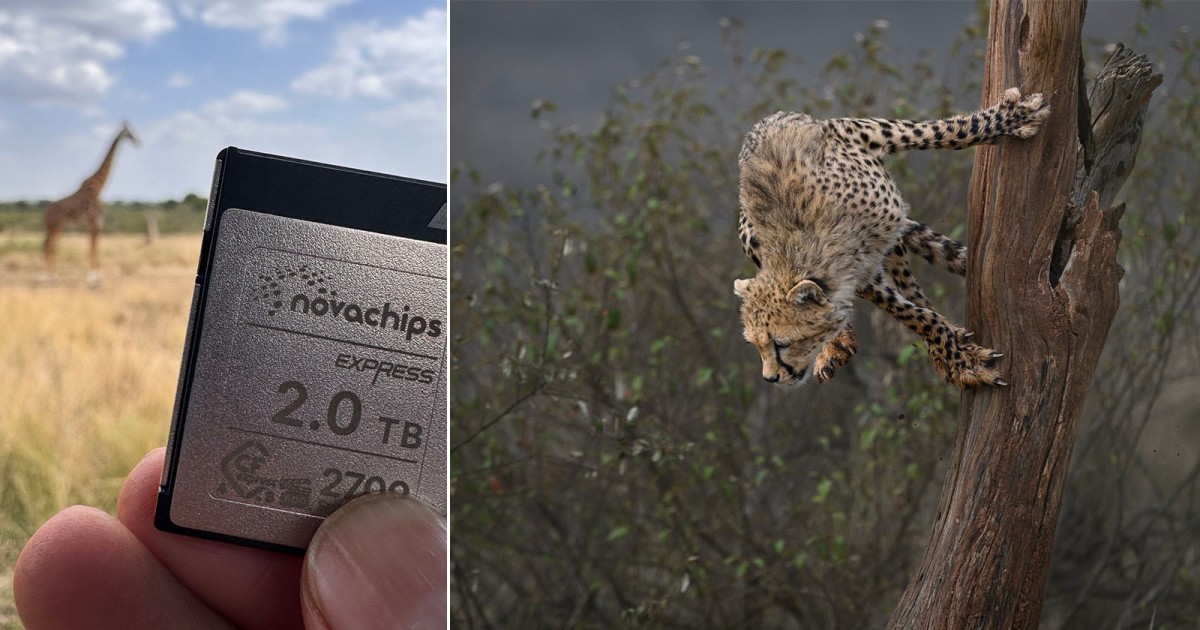 Why Award-Winning Wildlife Photographer Amish Chhagan Trusts Novachips Memory Cards