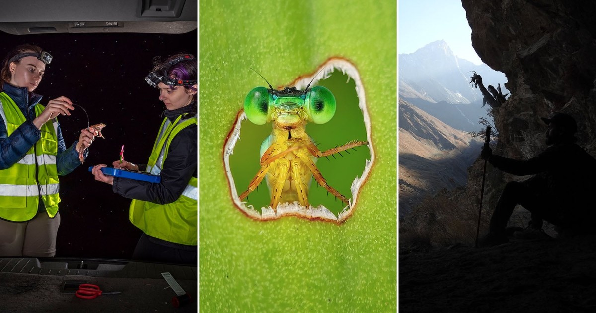 11 Award-Winning Photos Show Science in Action