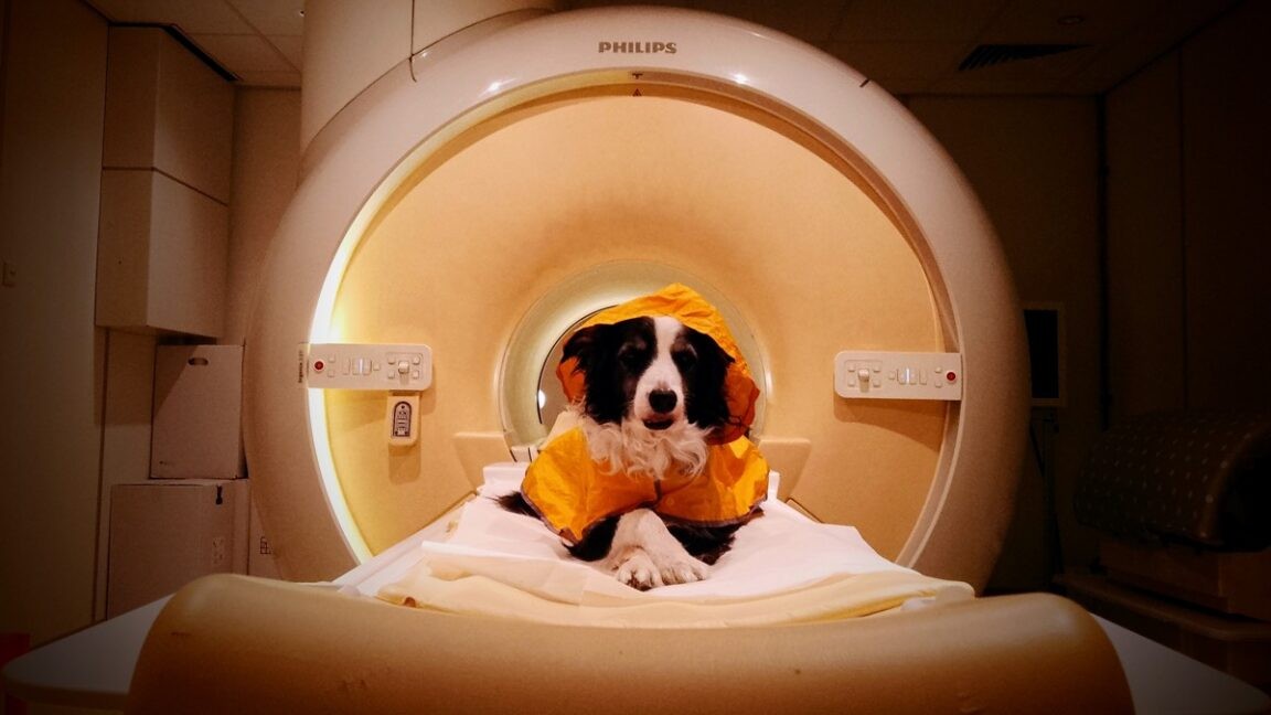 Dogs can tell if you're scared or sad