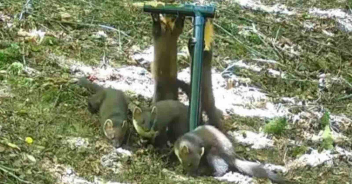 Trail Camera Captures First Birth of Wild Baby Pine Martens in a Century