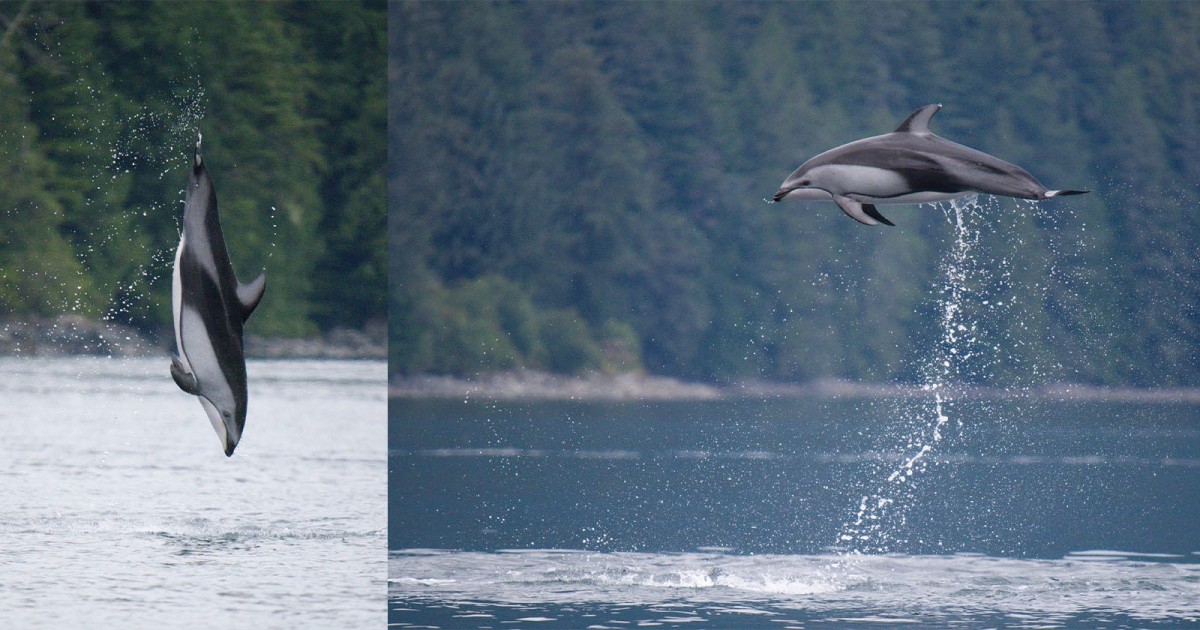 Photographer Captures Acrobatic Dolphins Leaping From the Water